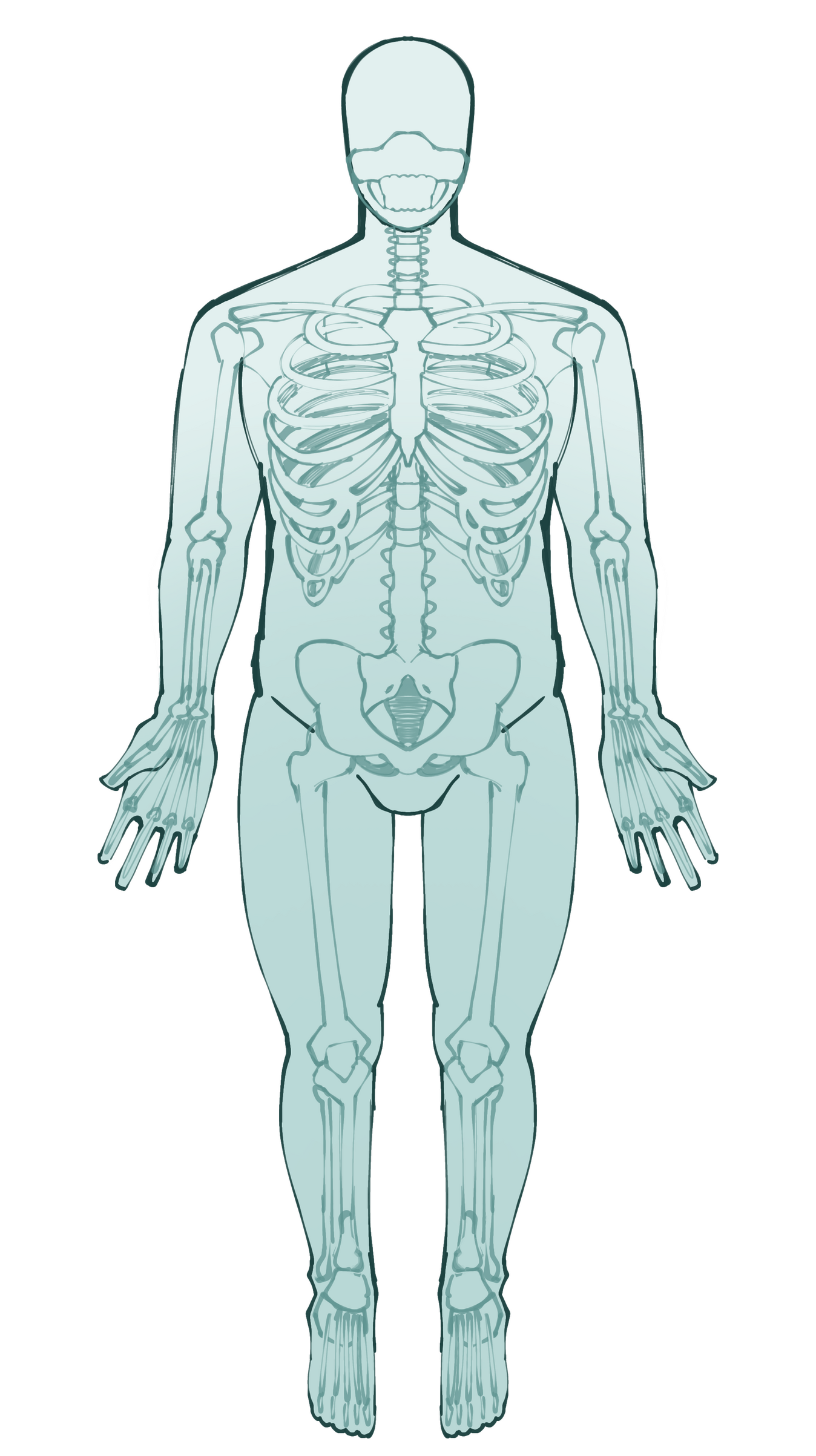 Endoskeleton