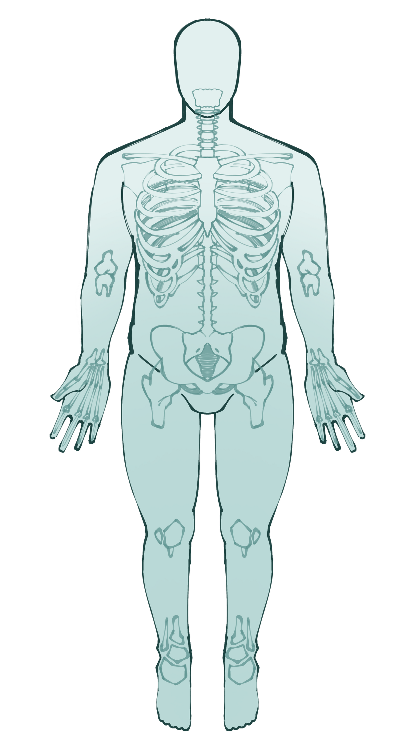 Cartilaginous skeleton