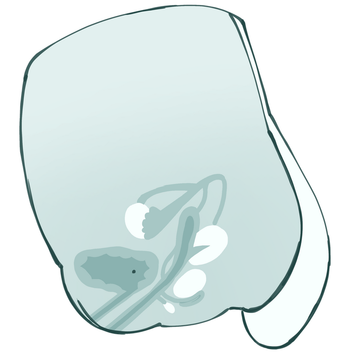 Female Donor