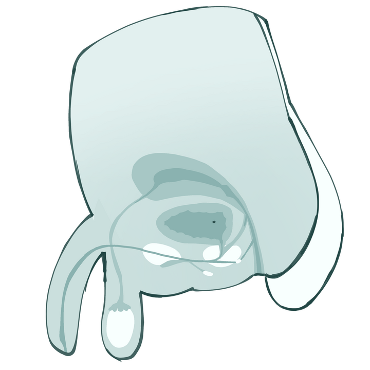 Male Surrogate