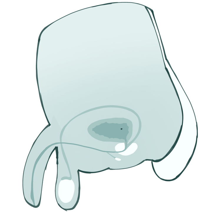 Male Donor