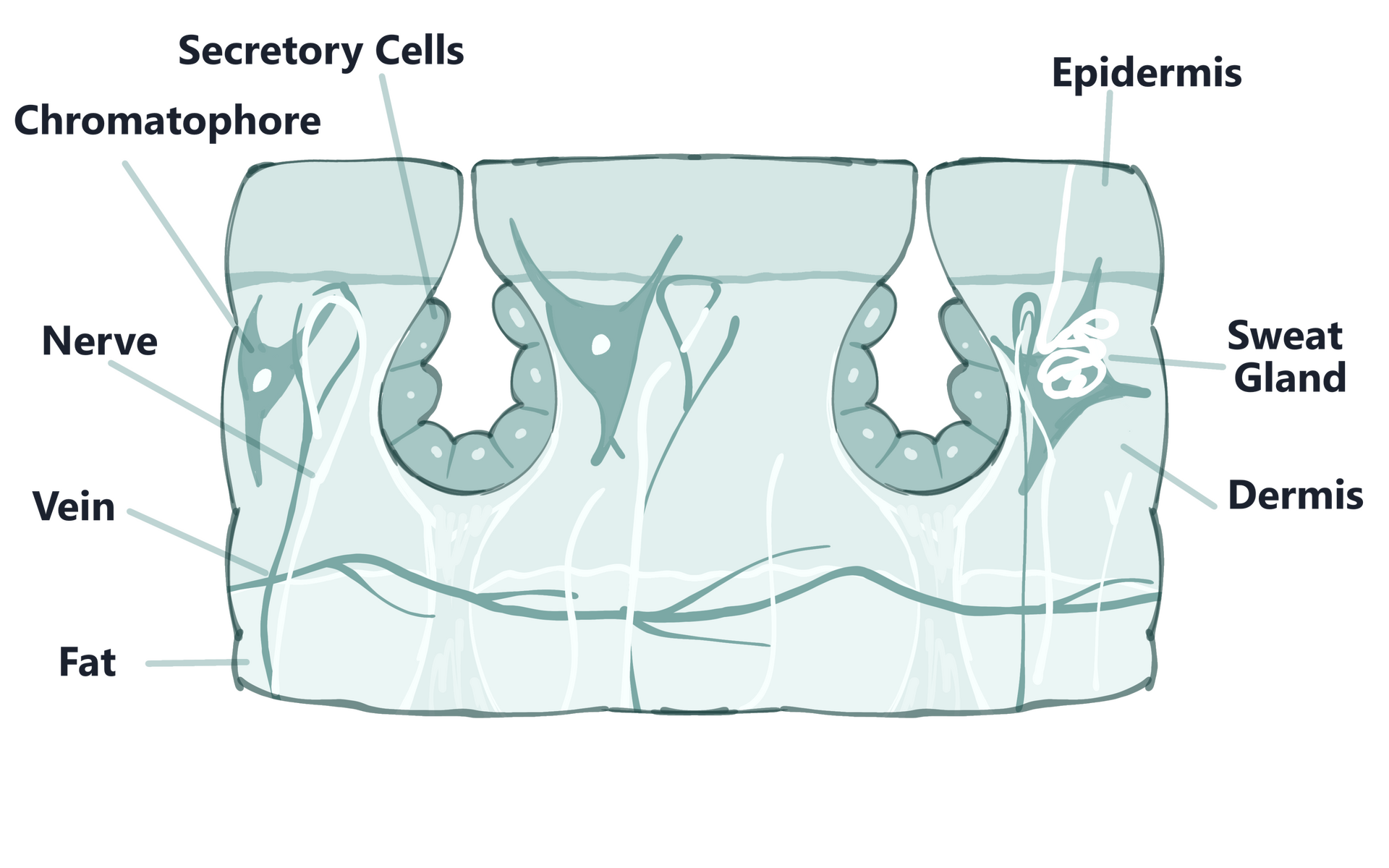 Cutaneous