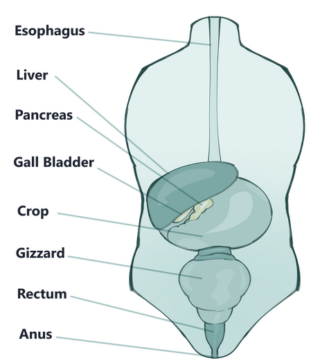Foodies digestive system are like worms, adjusted to create compost but also to eat without needing to chew, not a lot of foodies have teeth.