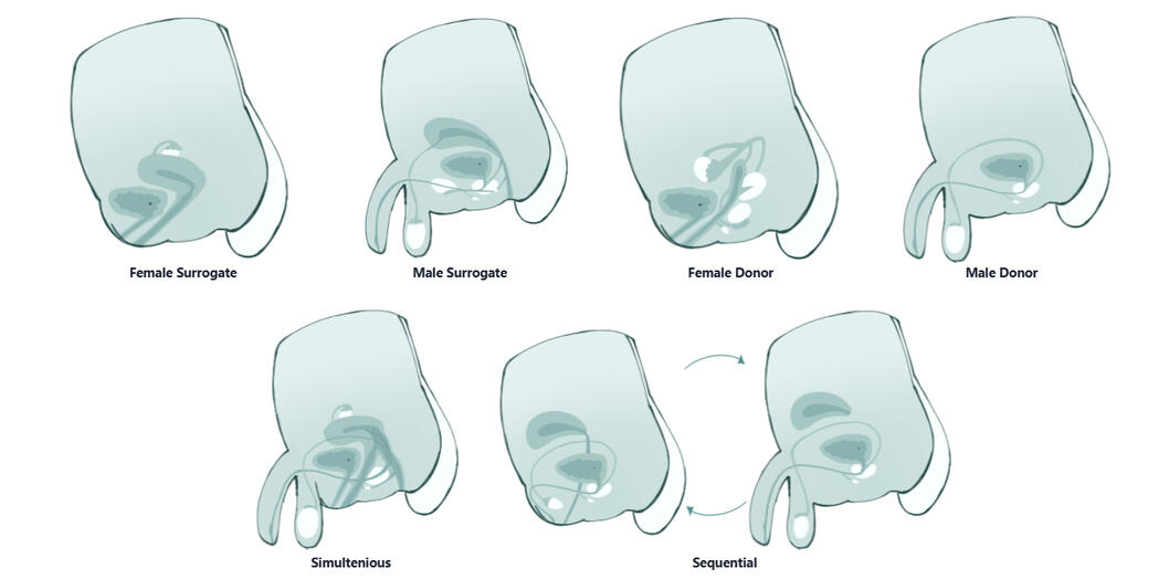 Foodies have variety of sexes and would be consider intersex by human standard either physically or hormonally. Surrogates give birth, Donors give the seed, sequential change in-between any of these sexes and simultaneous those who share two sets of genita