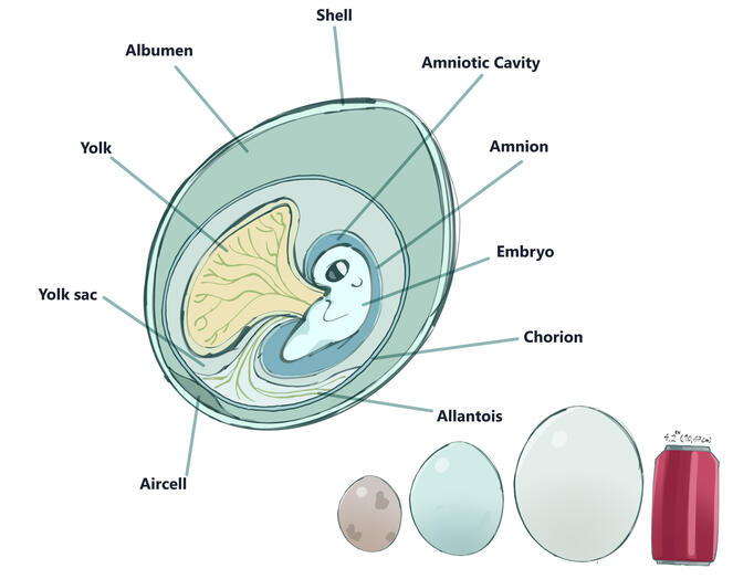 Foodies are oviparous instead of having period cycles they have reproduction cycles just like chickens. pregnancy cycle is 4 months long with another 4 in nesting, the eggs are generally soft leathery and flexible