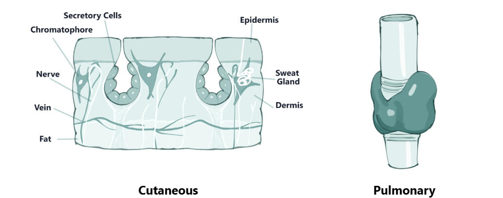 Foodies can breathe through the skin with cutaneous respiration. Pulmonary is the second respiratory system, foodies do not have noses breathing/smelling through their mouth and have a gland called a scavenger that helps eliminating harmful gases,
